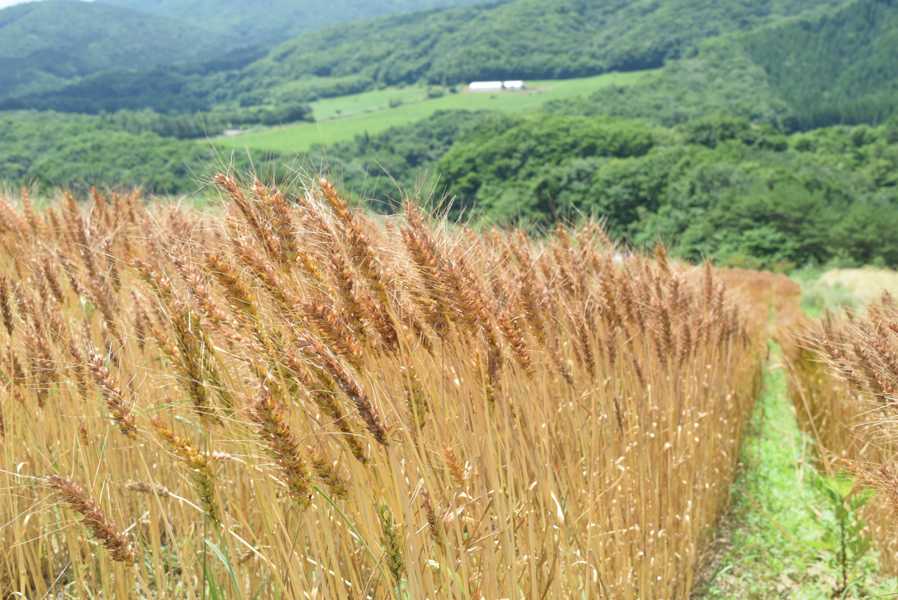 産学官連携による大麦の試験栽培