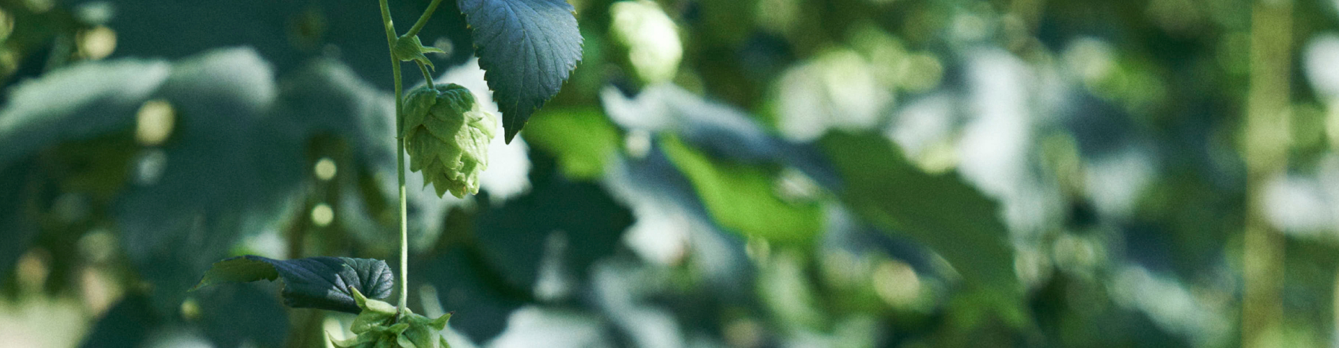 採用情報